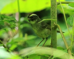 Black-cheeked Warbler portfolio