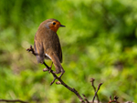 Robin