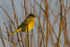 Greenfinch