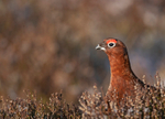 Red Grouse - Lagopus lagopus