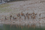 Lesser Whistling Duck