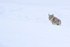 Coyote looks back, Yellowstone Park, Wyoming, USA