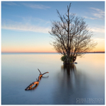 The Fallen Branch, Lough Neagh (IMG01042)