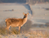 Red Deer Hind