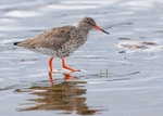 Redshank