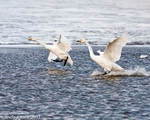 Whooper Swan-7972