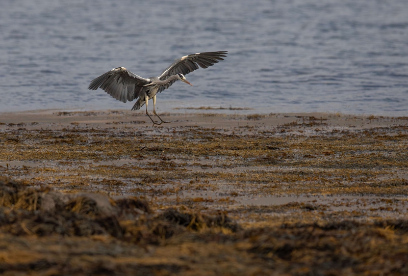 Grey Heron - Isle of Mull - Scotland