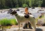 Athos in Langinkoski 2020 5