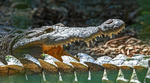 IMG_5606 American Crocodile, Costa Rica
