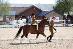 Class 309 - Lead Rein Pony portfolio