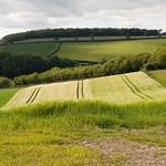 Spring green
