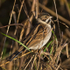 Reed Bunting
