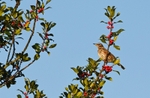 Redwing