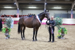 Class I - Ridden Pony Champ portfolio