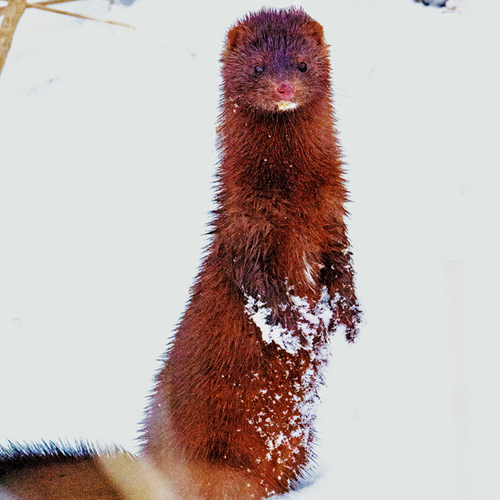 An American Mink on hind legs and scouting for potential dangers.