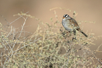 White-crowned Sparrow portfolio