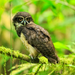 Spectacled Owl portfolio