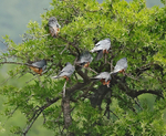 Red Footed Falcons