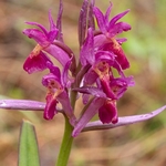 Elderflower Orchid (Dactylorhiza sambucina) 