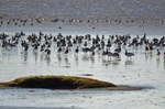 Barnacle Geese