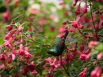 Male Sunbird in Kuhestan gardens 2022