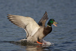 Mallard portfolio