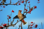 Waxwing