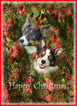 X9  Collies Follies