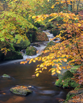 Wyming Brook (2)