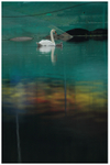 Water Colour Swans