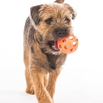 Border Terrier with Ball