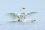 Adult Whooper Swan flapping its wings behind two juveniles, Otmoor