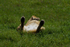 Lioness Relaxed 2