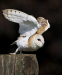 Barn Owl