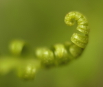 polypody