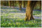 Portglenone Forest Bluebells (IMG0613)