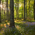 Tollymore Magic