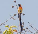 Africam Paradise Whydah