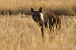 Brown hyena patrol