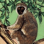 Vervet Monkey, Samburu, Kenya