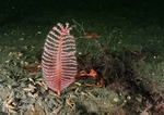 Pennatula phosphorea