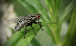 Pam Lewis -Fly -  GX8 90mm Macro Leica