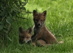 518 Fox cubs