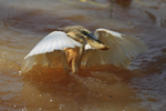 Squacco Heron catches a fish at Lake Baringo