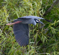 Yellow Crowned Night Heron _0022