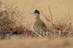 Greater Roadrunner with raised crest, Bosque del Apache, New Mexico