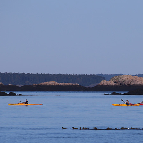 Sea Kayaks glide peacefully along Passamaquoddy Bay near Campobello Island as a long line of Eiders look on.