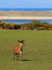 Red Deer in a field on Islay
