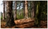 Osmaston Park Pine Trees