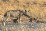 Wild Dog with pups